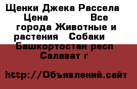 Щенки Джека Рассела › Цена ­ 10 000 - Все города Животные и растения » Собаки   . Башкортостан респ.,Салават г.